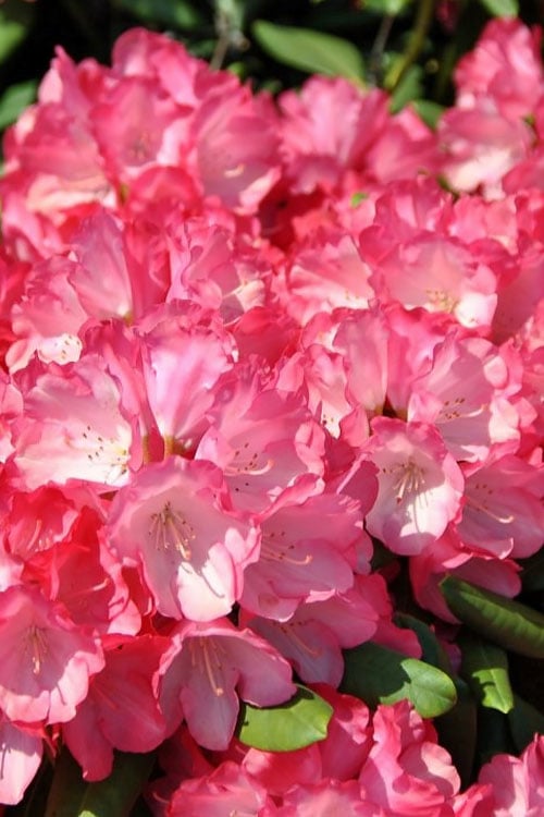  Fantastica Rhododendron - 5 Gallon Pot 