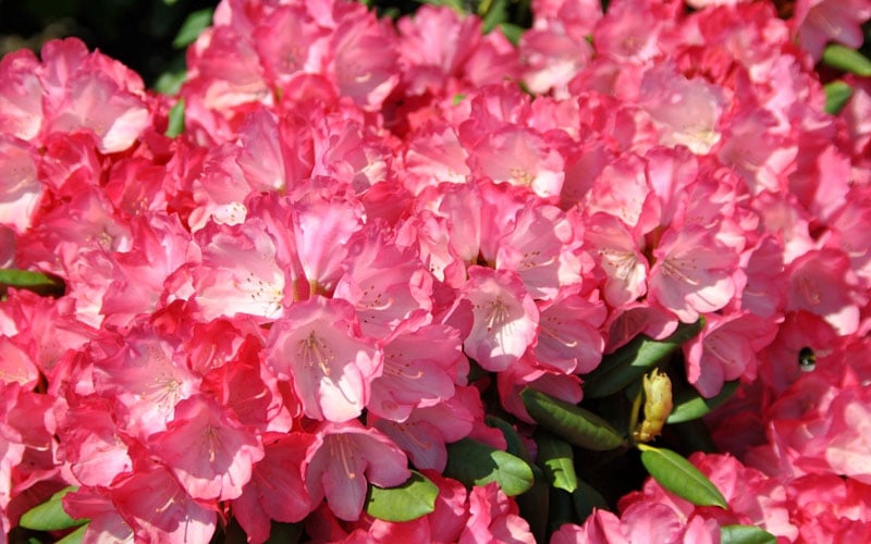  Fantastica Rhododendron - 5 Gallon Pot 
