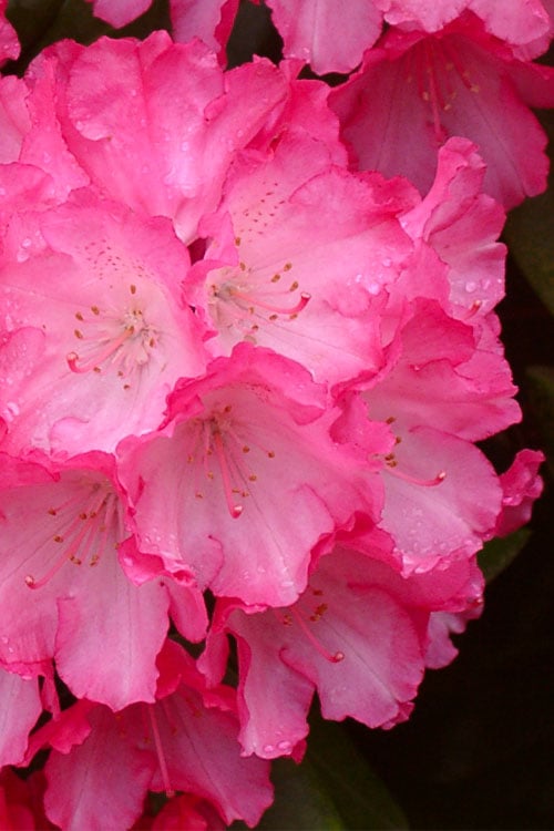  Fantastica Rhododendron - 5 Gallon Pot 