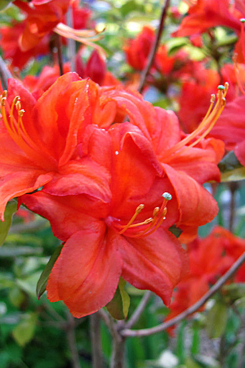  Fireball Exbury Azalea - 1 Gallon Pot