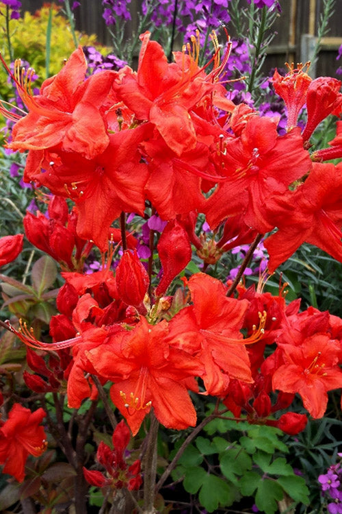  Fireball Exbury Azalea - 1 Gallon Pot
