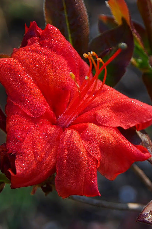  Fireball Exbury Azalea - 1 Gallon Pot