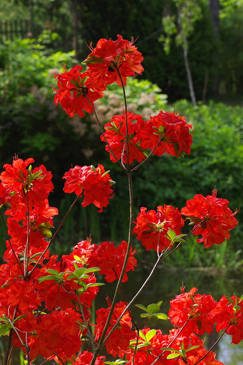  Fireball Exbury Azalea - 1 Gallon Pot