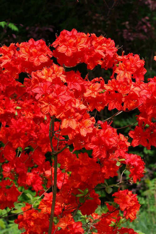  Fireball Exbury Azalea - 1 Gallon Pot
