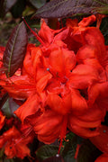  Fireball Exbury Azalea - 1 Gallon Pot