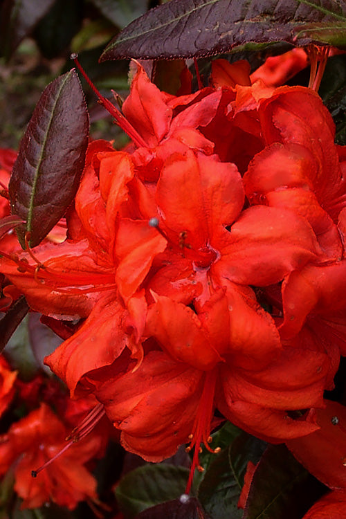  Fireball Exbury Azalea - 1 Gallon Pot