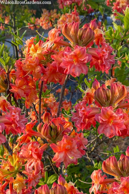  Father Ryan Oconee Native Azalea - 1 Gallon Pot