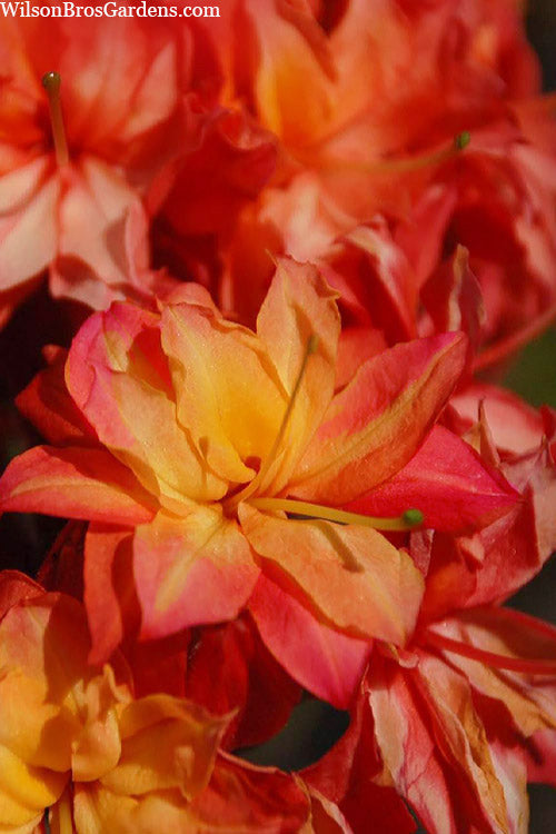  Father Ryan Oconee Native Azalea - 1 Gallon Pot