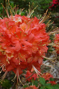  Jake's Red Oconee Native Azalea (Rhododendron Flammeum) - 3 Gallon Pot
