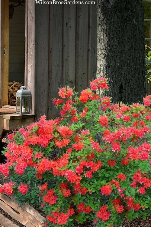  Jake's Red Oconee Native Azalea (Rhododendron Flammeum) - 3 Gallon Pot