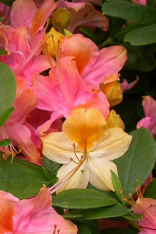  Garden Rainbow Tricolor Azalea (Rhododendron) - 6 Pack Of 1 Gallon Pots
