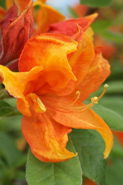  Golden Eagle Azalea (Rhododendron) - 3 Gallon Pot