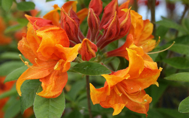  Golden Eagle Azalea (Rhododendron) - 3 Gallon Pot