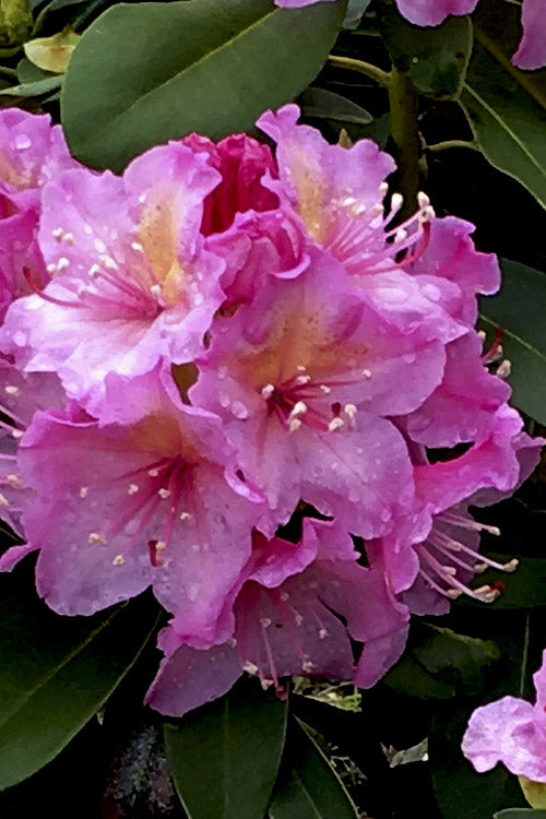  Holden's Pink Rhododendron - 3 Gallon Pot