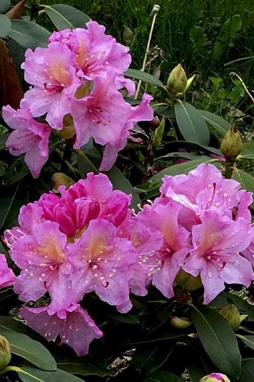  Holden's Pink Rhododendron - 3 Gallon Pot