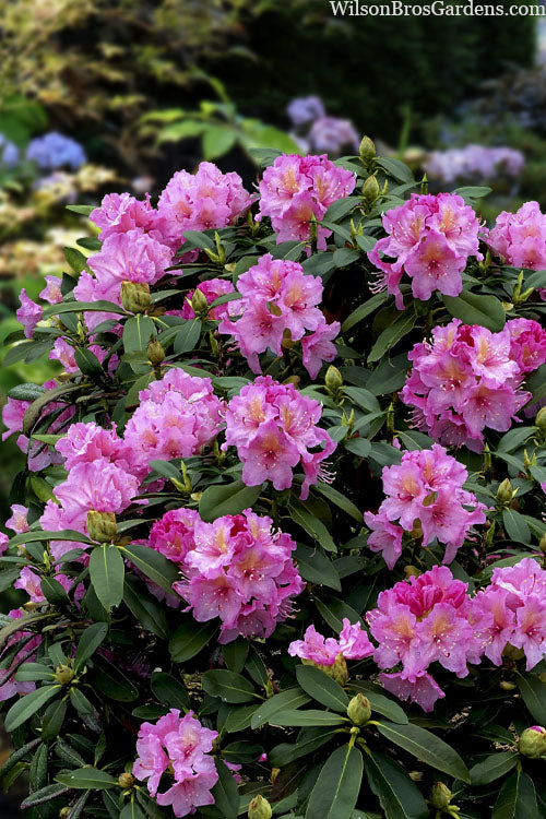  Holden's Pink Rhododendron - 3 Gallon Pot