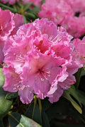  Holden's Pink Flair Rhododendron - 3 Gallon Pot