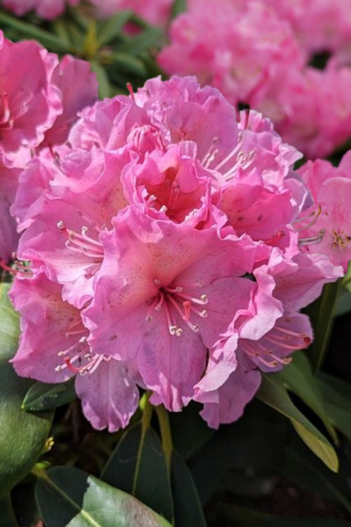  Holden's Pink Flair Rhododendron - 3 Gallon Pot