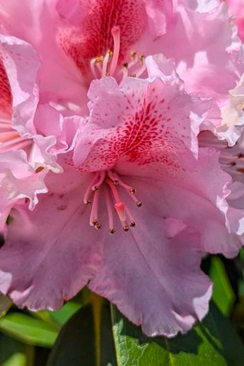  Holden's Pink Flair Rhododendron - 3 Gallon Pot