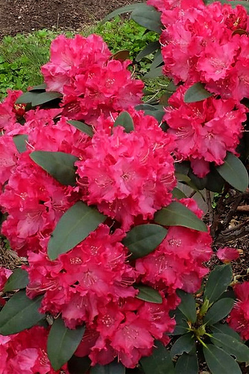  Holden's Red Rhododendron - 3 Gallon Pot