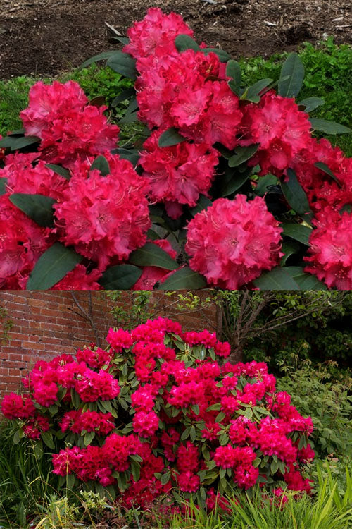  Holden's Red Rhododendron - 3 Gallon Pot