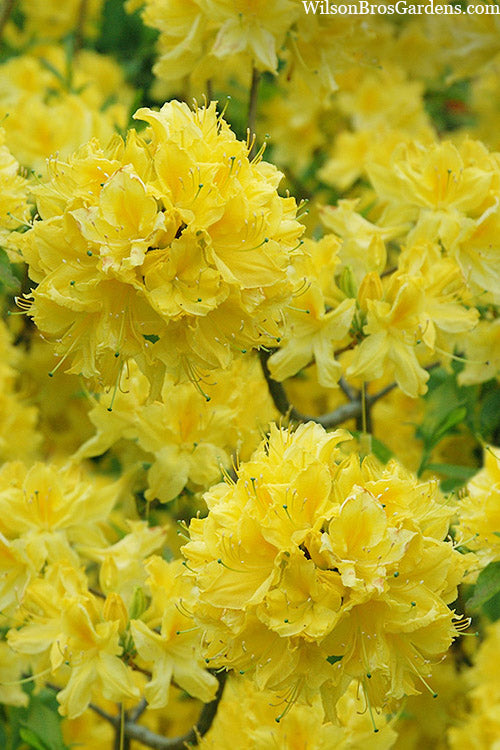  Lemon Lights Cold Hardy Azalea (Rhododendron) - 1 Gallon Pot