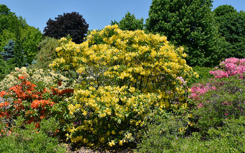  Lemon Lights Cold Hardy Azalea (Rhododendron) - 1 Gallon Pot