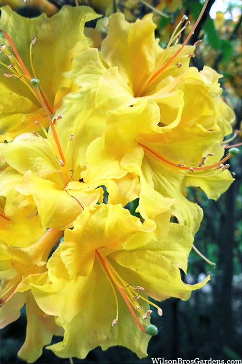  Lemon Lights Cold Hardy Azalea (Rhododendron) - 1 Gallon Pot
