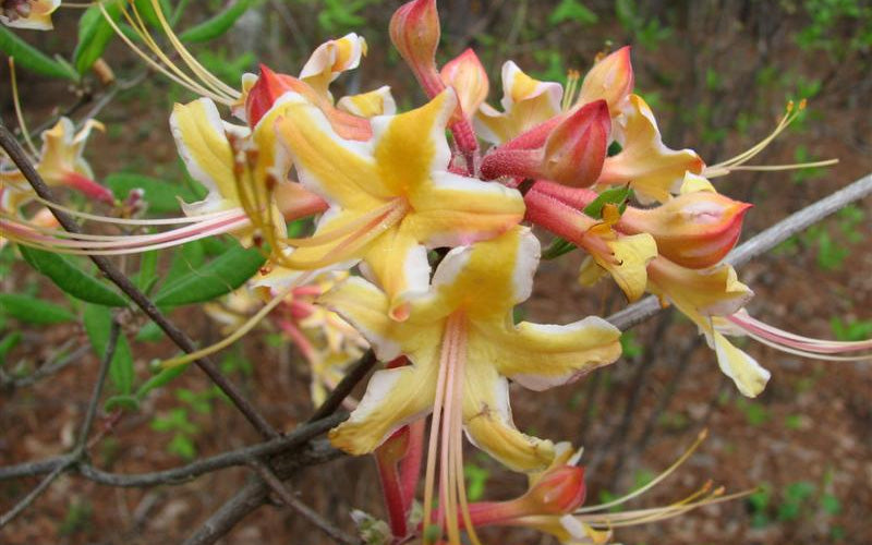  Millie Mac Native Azalea (Rhododendron) - 3 Gallon Pot