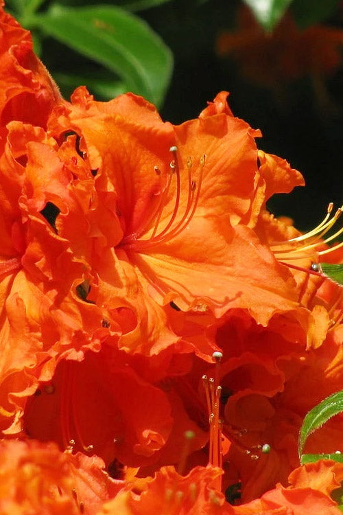  Nathan Bedford Forrest Native Azalea (Rhododendron) - 1 Gallon Pot