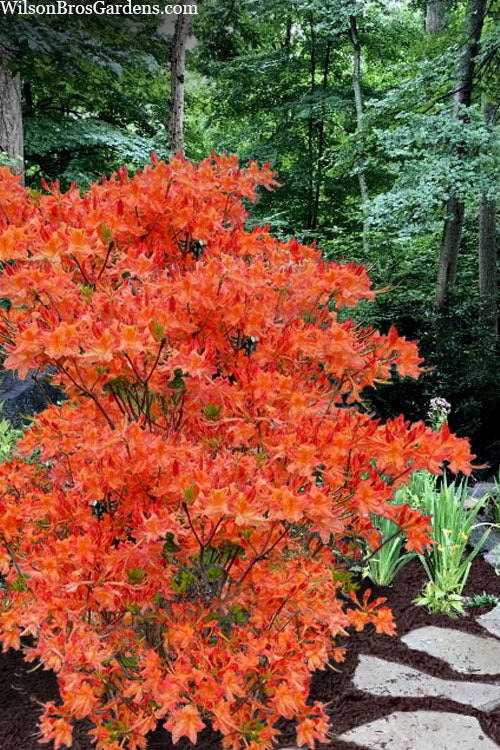  Pat Ryan Aromi Azalea (Rhododendron Hybrid) - 3 Gallon Pot
