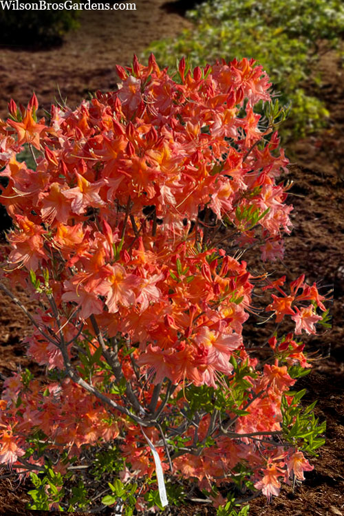  Pat Ryan Aromi Azalea (Rhododendron Hybrid) - 3 Gallon Pot