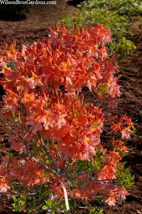  Pat Ryan Aromi Azalea (Rhododendron Hybrid) - 1 Gallon Pot