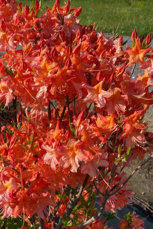  Pat Ryan Aromi Azalea (Rhododendron Hybrid) - 3 Gallon Pot