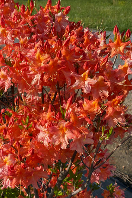  Pat Ryan Aromi Azalea (Rhododendron Hybrid) - 1 Gallon Pot