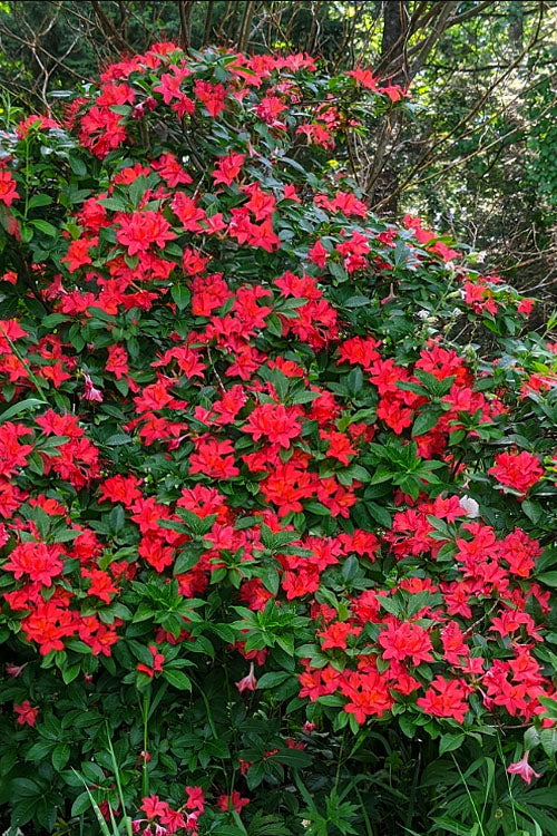  Plum Leaf Native Azalea (Rhododendron Prunifolium) - 3 Gallon Pot