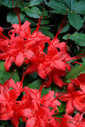  Plum Leaf Native Azalea (Rhododendron Prunifolium) - 3 Gallon Pot