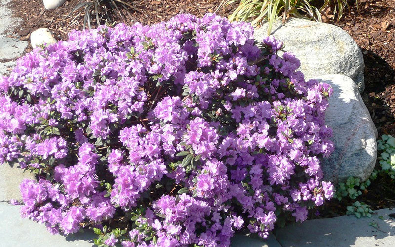  Purple Gem Dwarf Rhododendron - 3 Gallon Pot