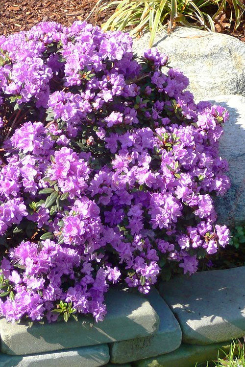  Purple Gem Dwarf Rhododendron - 1 Gallon Pot