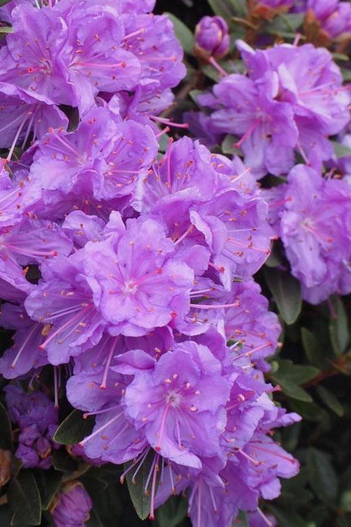  Purple Gem Dwarf Rhododendron - 1 Gallon Pot