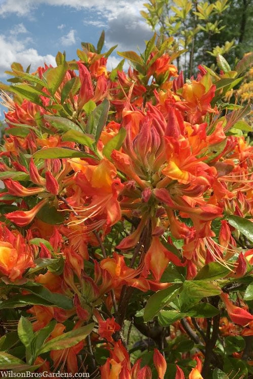  Smitty's Orange Crush Native Azalea (Rhododendron X) - 3 Gallon Pot