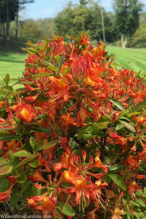  Smitty's Orange Crush Native Azalea (Rhododendron X) - 3 Gallon Pot