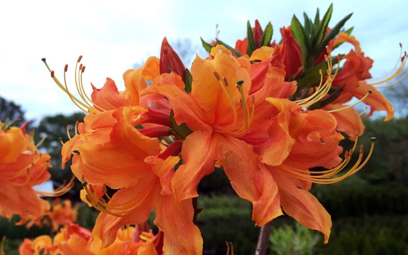  Smitty's Orange Crush Native Azalea (Rhododendron X) - 3 Gallon Pot