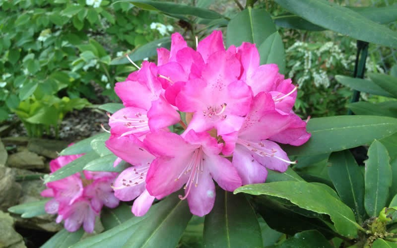  Southgate 'Radiance' Rhododendron - 2 Gallon Pot