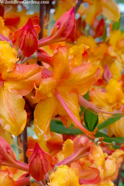  Tallulah Sunrise Native Azalea (Rhododendron) - 3 Gallon Pot