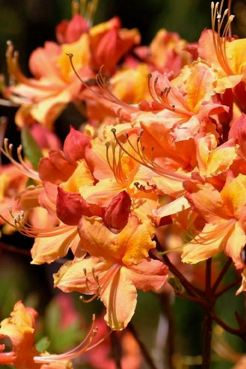  Tallulah Sunrise Native Azalea (Rhododendron) - 3 Gallon Pot