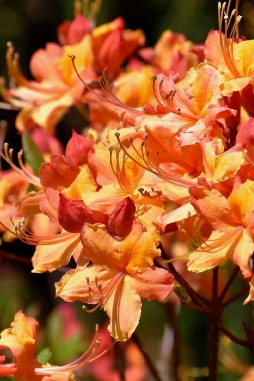  Tallulah Sunrise Native Azalea (Rhododendron) - 1 Gallon Pot
