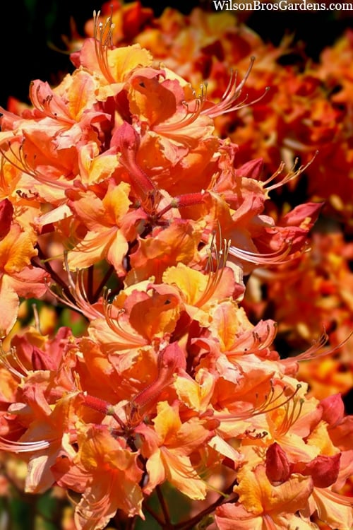  Tallulah Sunrise Native Azalea (Rhododendron) - 3 Gallon Pot