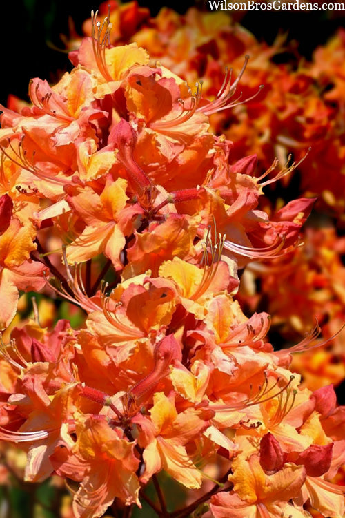  Tallulah Sunrise Native Azalea (Rhododendron) - 1 Gallon Pot