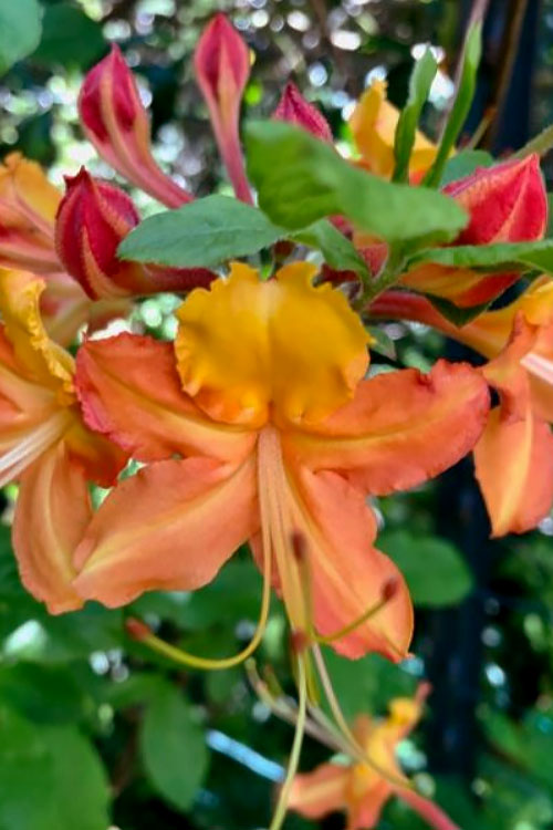  Verdie Sommerville Azalea (Rhododendron) - 1 Gallon Pot
